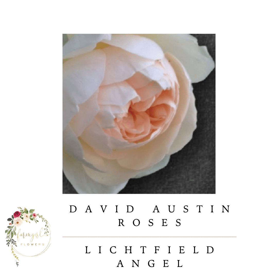 Lichtfield Angel
