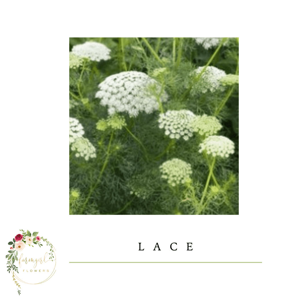 Ammi Lace White